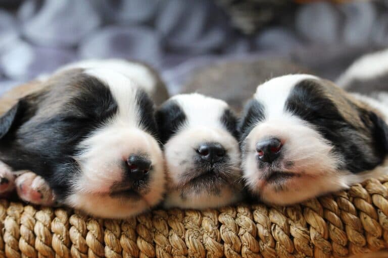 How To Pick A Lab Puppy From A Litter?