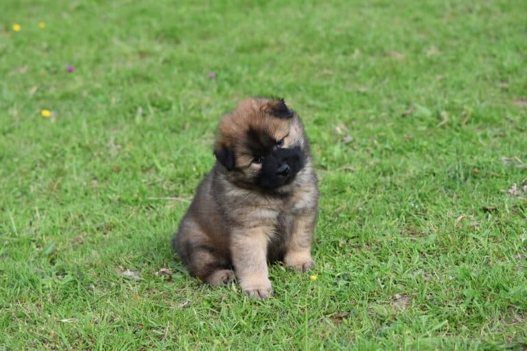 Is It Ok To Get A Puppy From A Puppy Mill?