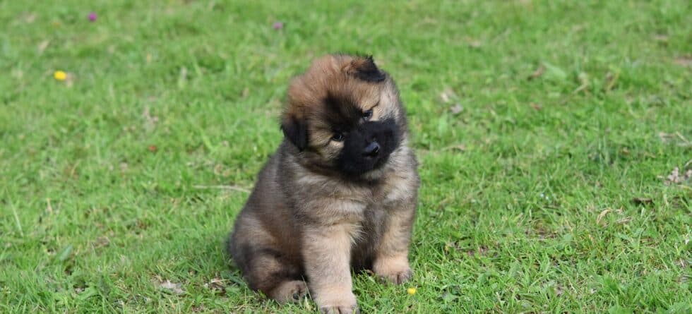 Is It Ok To Get A Puppy From A Puppy Mill?