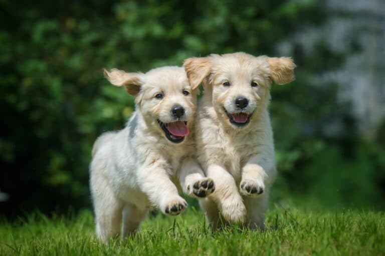 Is It Preferable To Get A Puppy At 8 Weeks Or 12 Weeks?