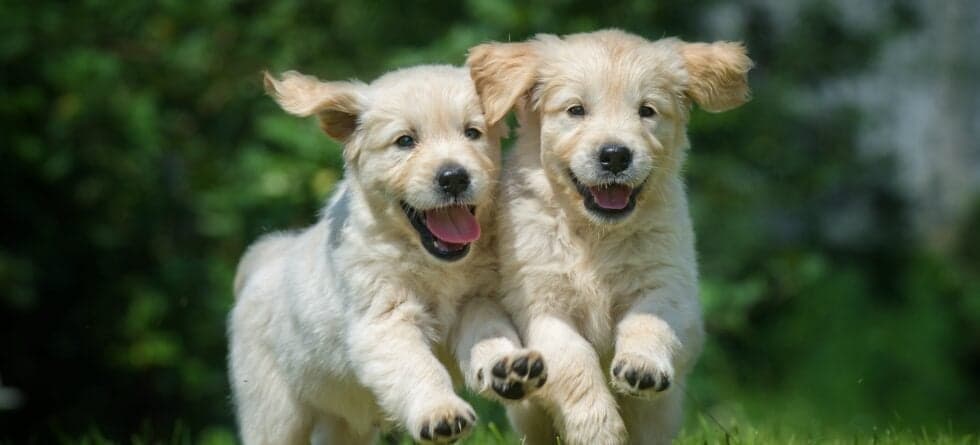Is It Preferable To Get A Puppy At 8 Weeks Or 12 Weeks?