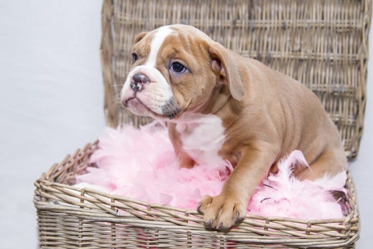Is It Safe To Pay A Deposit For A Puppy?