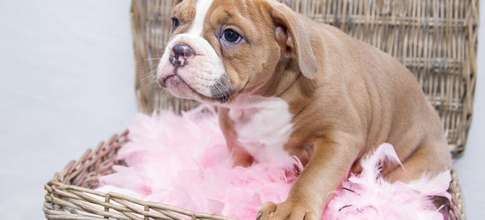 Is It Safe To Pay A Deposit For A Puppy?