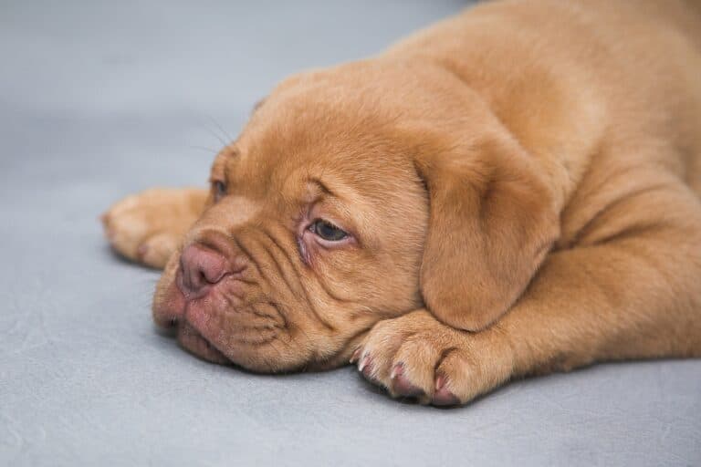 Should I Lock My Puppy In His Crate At Night?