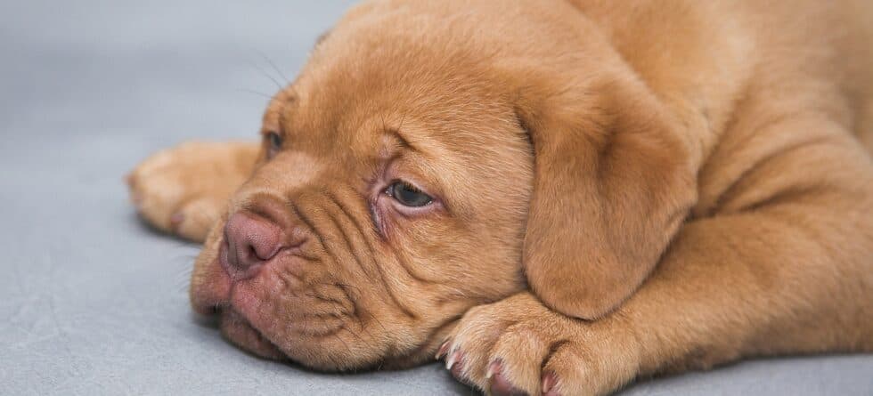 Should I Lock My Puppy In His Crate At Night?