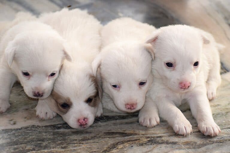 What Do Breeders Do With Unwanted Puppies?