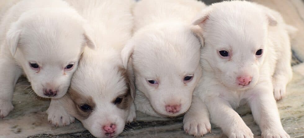 What Do Breeders Do With Unwanted Puppies?