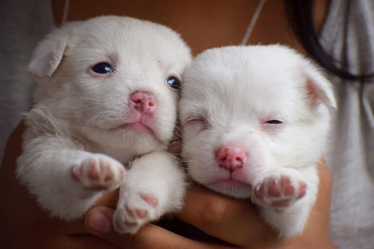 What Is Backyard Breeding?