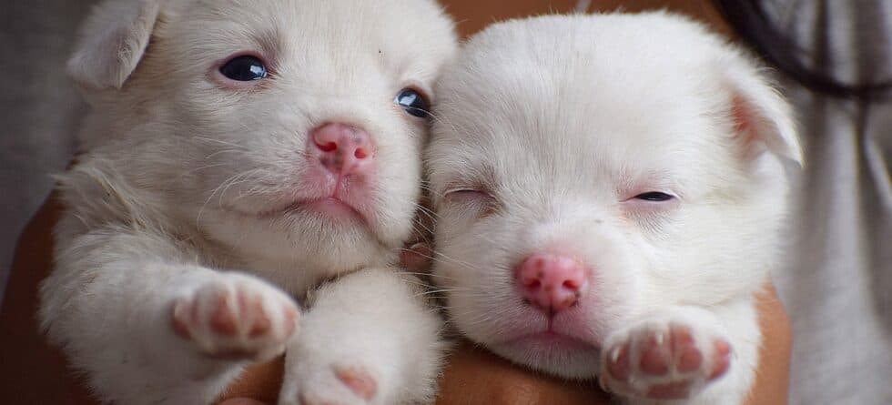 What Is Backyard Breeding?