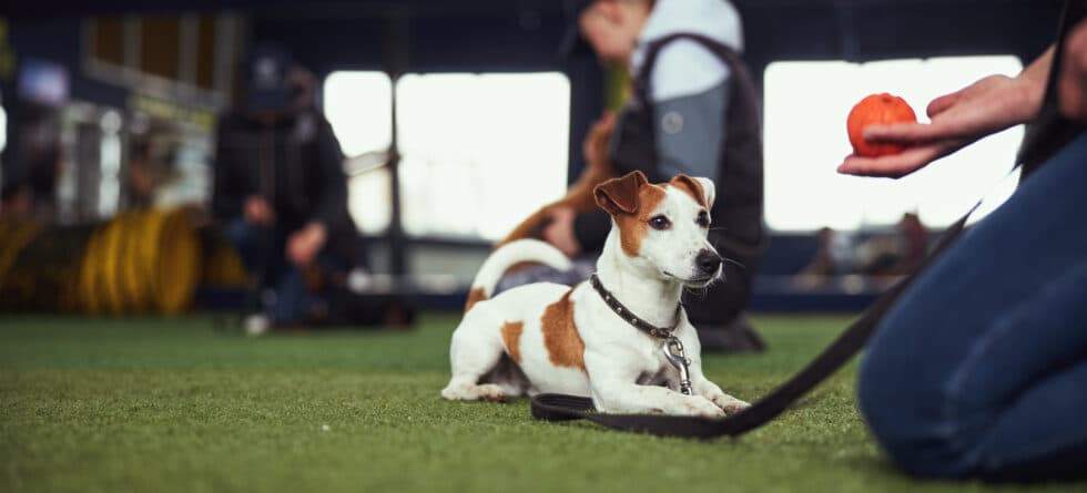 What Phrases Should You Avoid When Talking To A Puppy?
