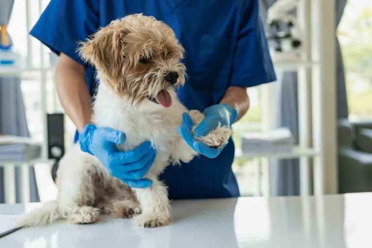What Should You Check Before Buying A Puppy?