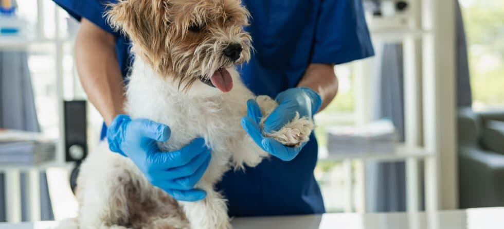 What Should You Check Before Buying A Puppy?