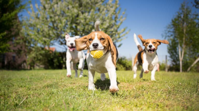 What’s The Ideal Age For Bringing A Puppy Home?
