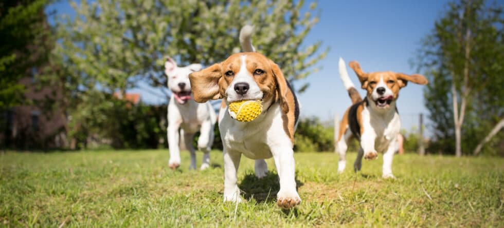 What’s The Ideal Age For Bringing A Puppy Home?