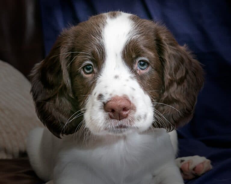 When To Pay A Breeder?
