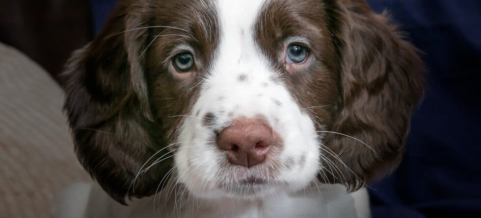 When To Pay A Breeder?