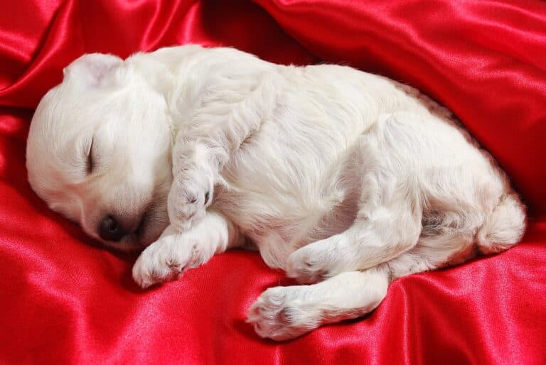Where Should A Puppy Sleep In The House?