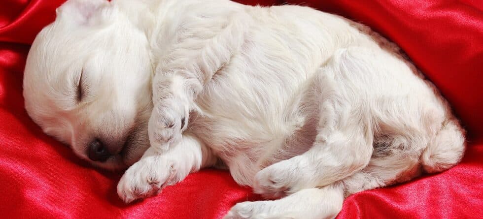 Where Should A Puppy Sleep In The House?