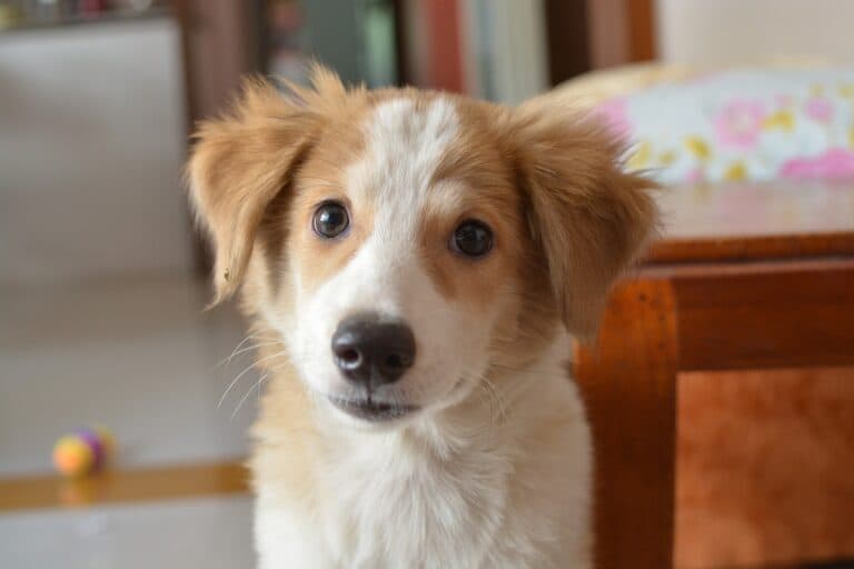 Where’s The Best Place To Look For A Puppy?