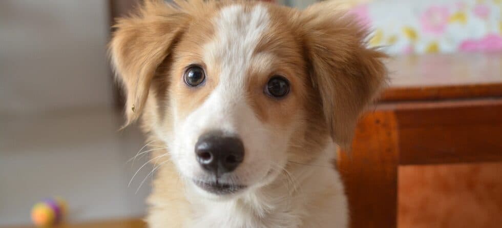 Where’s The Best Place To Look For A Puppy?