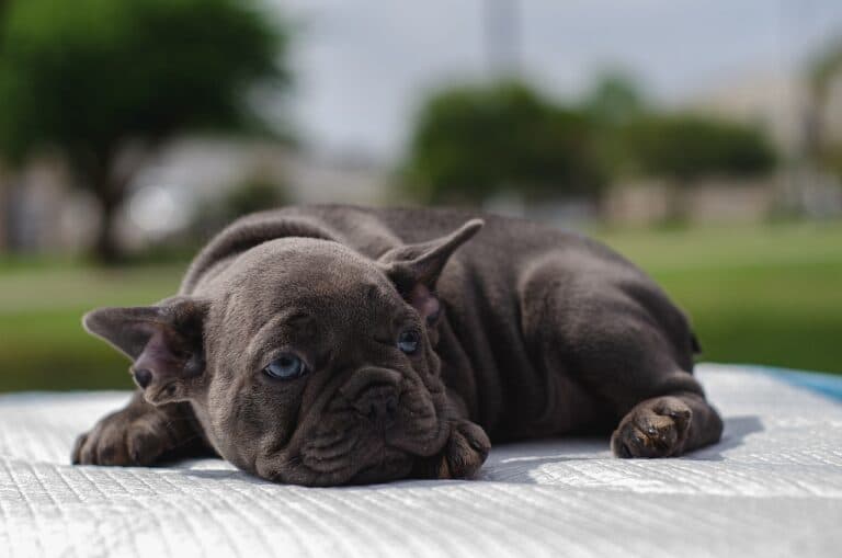 At What Age Do Puppies Get Dewormed?