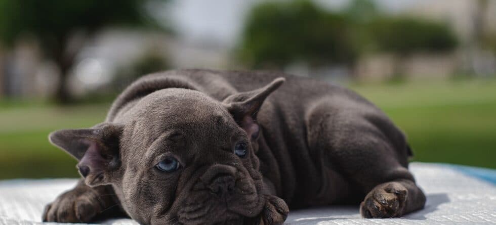 At What Age Do Puppies Get Dewormed?