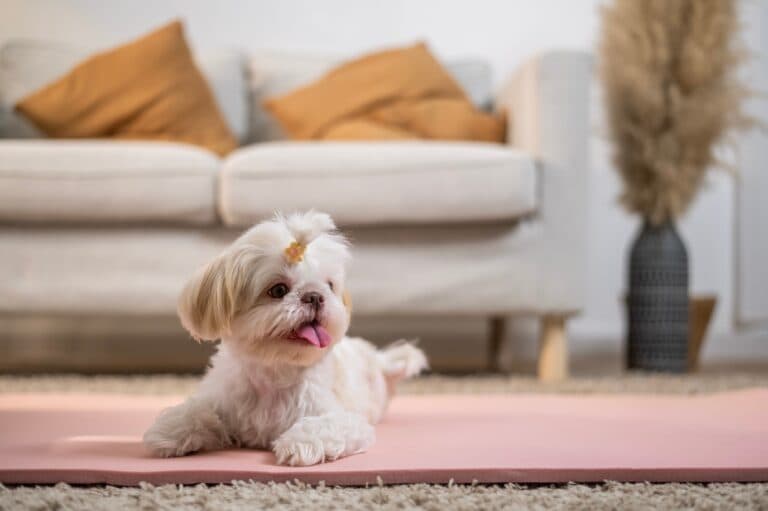 At What Age Is It Recommended To Purchase A Puppy?