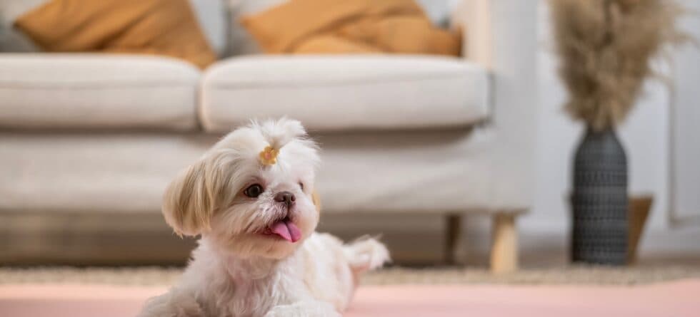 At What Age Is It Recommended To Purchase A Puppy?