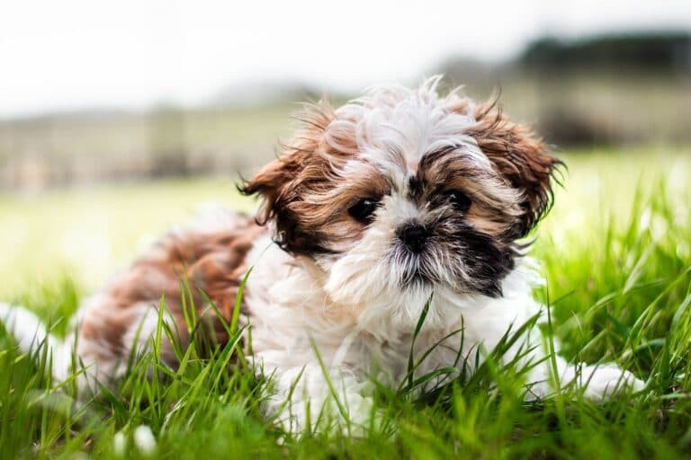 Can A Puppy Be Potty Trained At 12 Weeks?