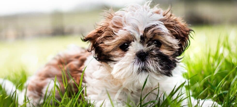 Can A Puppy Be Potty Trained At 12 Weeks?