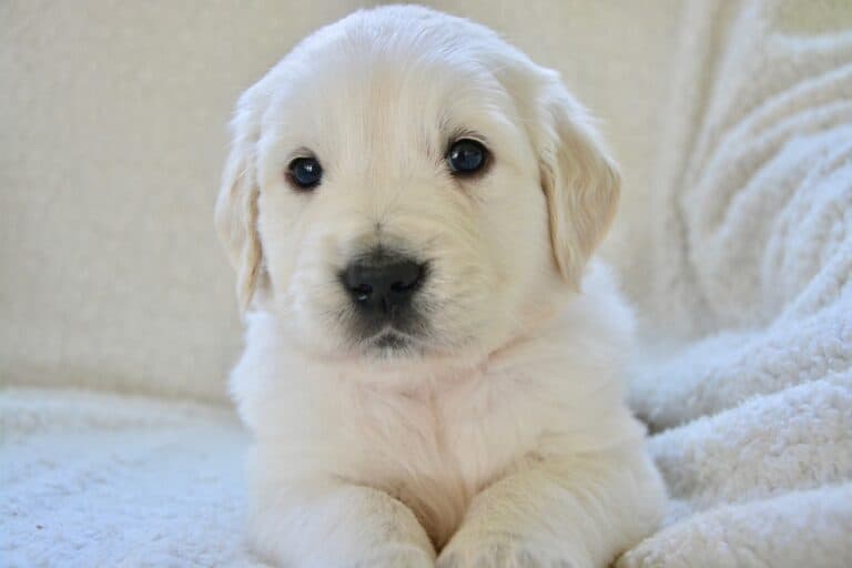 Can I Return A Puppy I Just Bought?