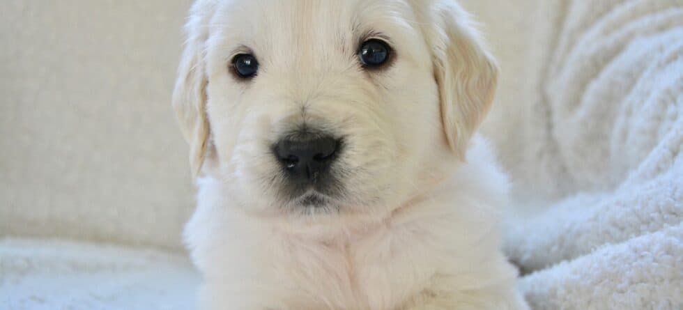 Can I Return A Puppy I Just Bought?
