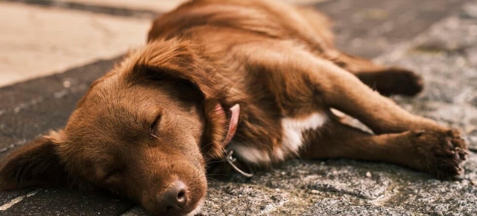 Do Puppies Sleep Through The Night?