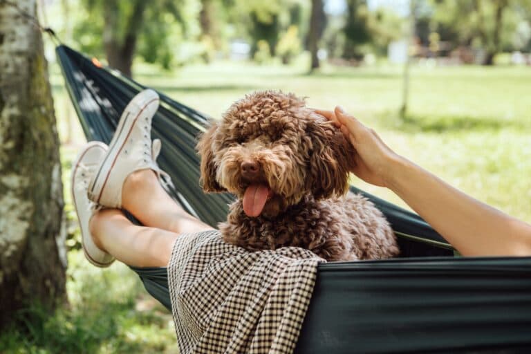 How Can You Identify A Calm Puppy In A Litter?