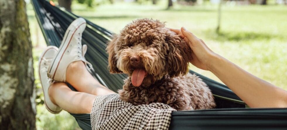How Can You Identify A Calm Puppy In A Litter?