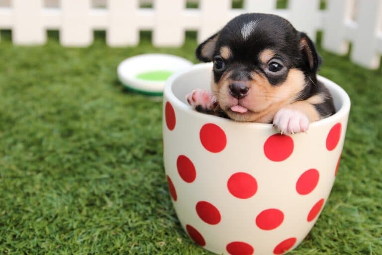 How Do I Pick The Right Puppy From The Litter?