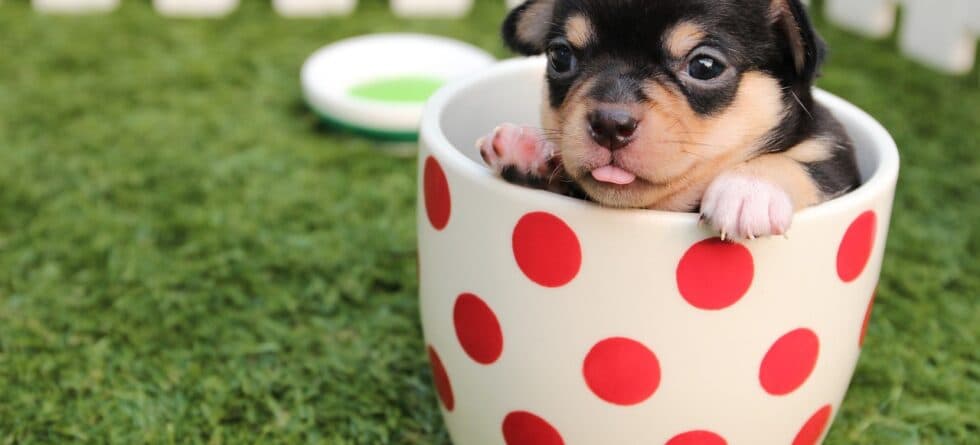 How Do I Pick The Right Puppy From The Litter?