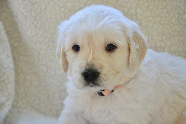 How Do You Tell If A Breeder Is Scamming You?