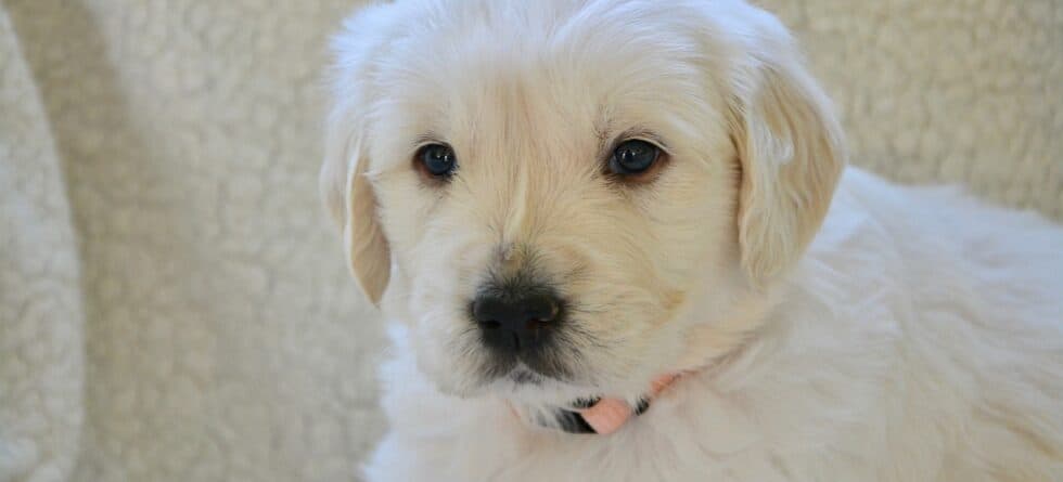 How Do You Tell If A Breeder Is Scamming You?