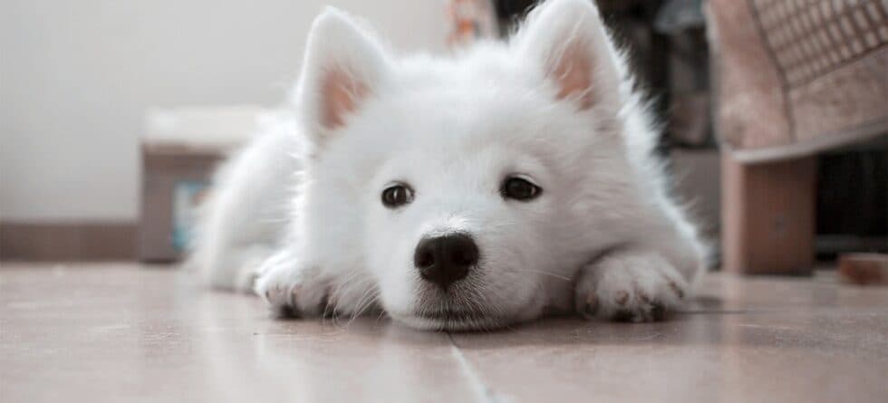 How Long Should A Puppy Be In A Crate Per Day?