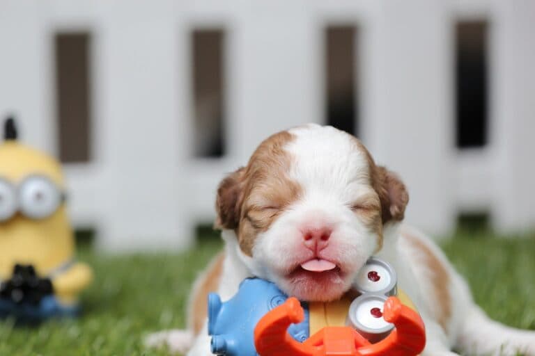 How Old Should Puppies Be Before Buying?