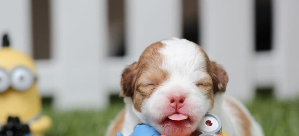 How Old Should Puppies Be Before Buying?