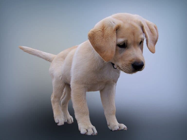 Is It Better To Adopt A Puppy At 8 Weeks Or 12 Weeks?