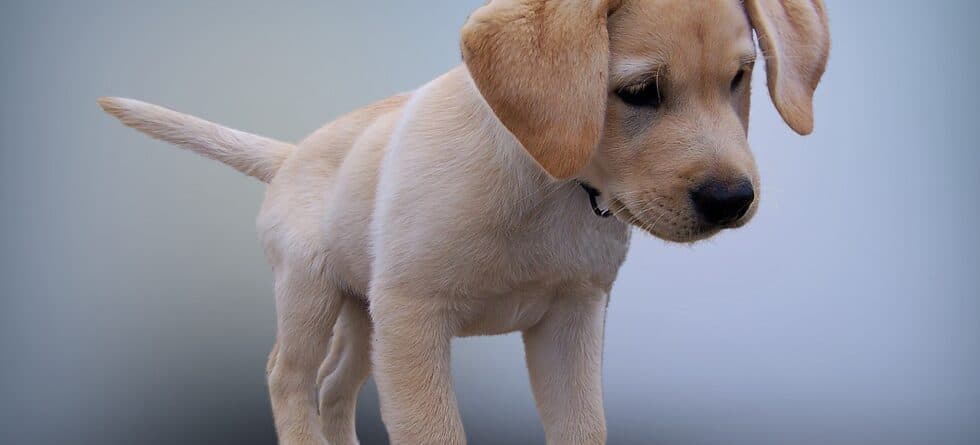 Is It Better To Adopt A Puppy At 8 Weeks Or 12 Weeks?