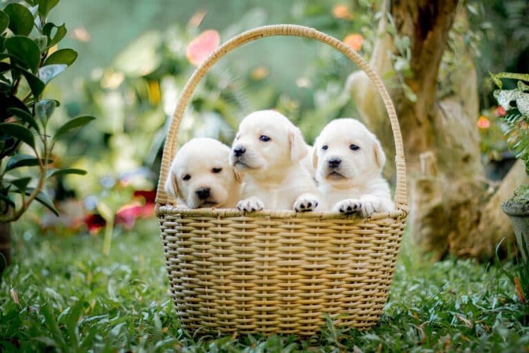 Is It Better To Get A Puppy At 8 Weeks Or 10?