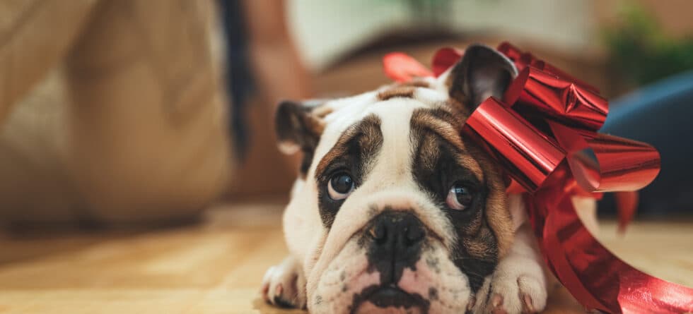 Is It Okay To Purchase A Puppy From A Pet Store?