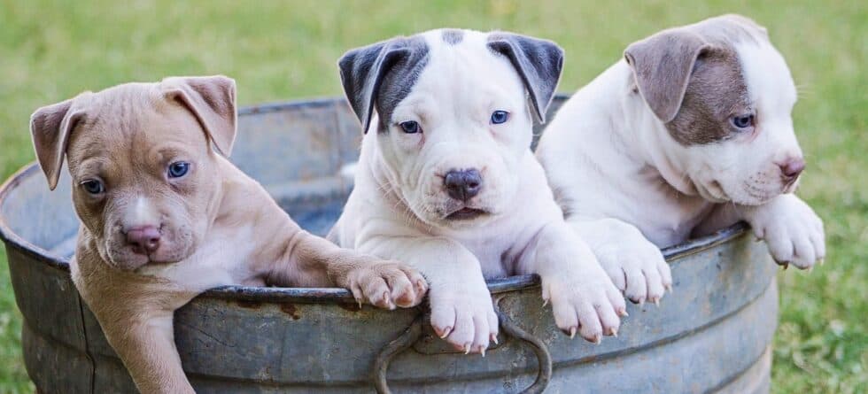 Should You Buy A Puppy From A Private Seller?