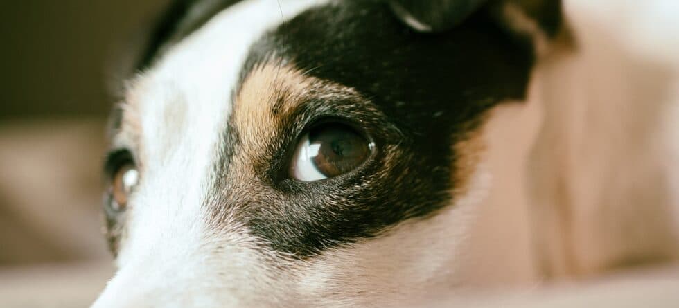Should You Pick The Dominant Puppy?
