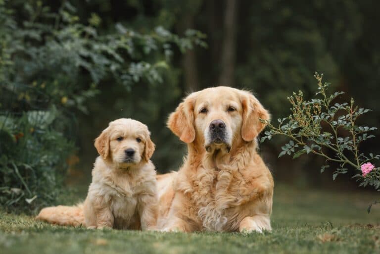 What Is A Good Puppy Breed For First-time Owners?