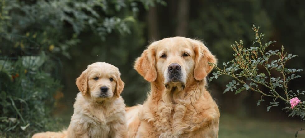 What Is A Good Puppy Breed For First-time Owners?